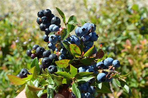 Wild blueberries. Things To Know About Wild blueberries. 